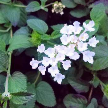 コバノランタナ 白 の投稿画像一覧 Greensnap グリーンスナップ