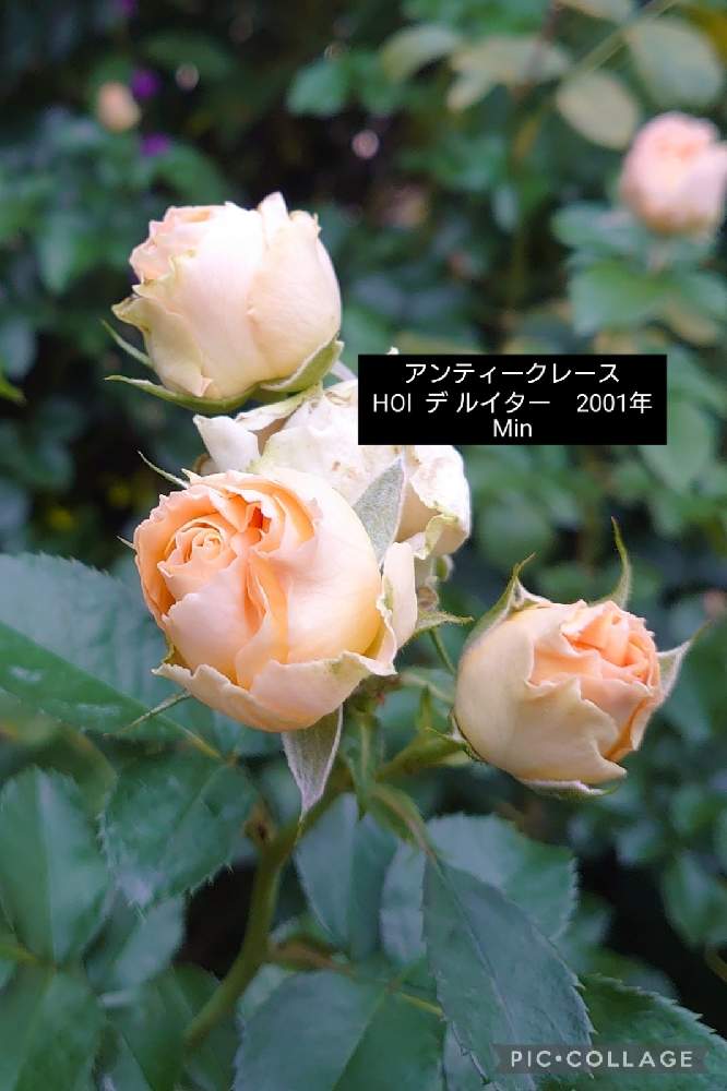 2021秋薔薇❦横浜イングリッシュガーデン【１】10/21｜🍀GreenSnap（グリーンスナップ）