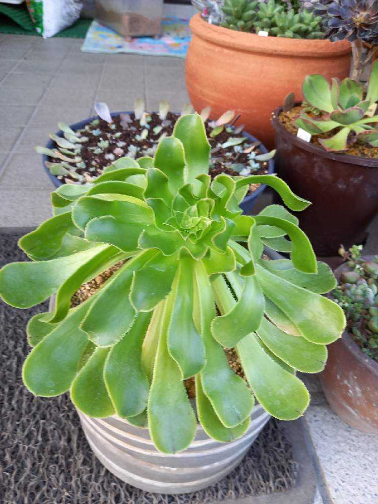 280👰艶姿 あですがた｜🍀GreenSnap（グリーンスナップ）