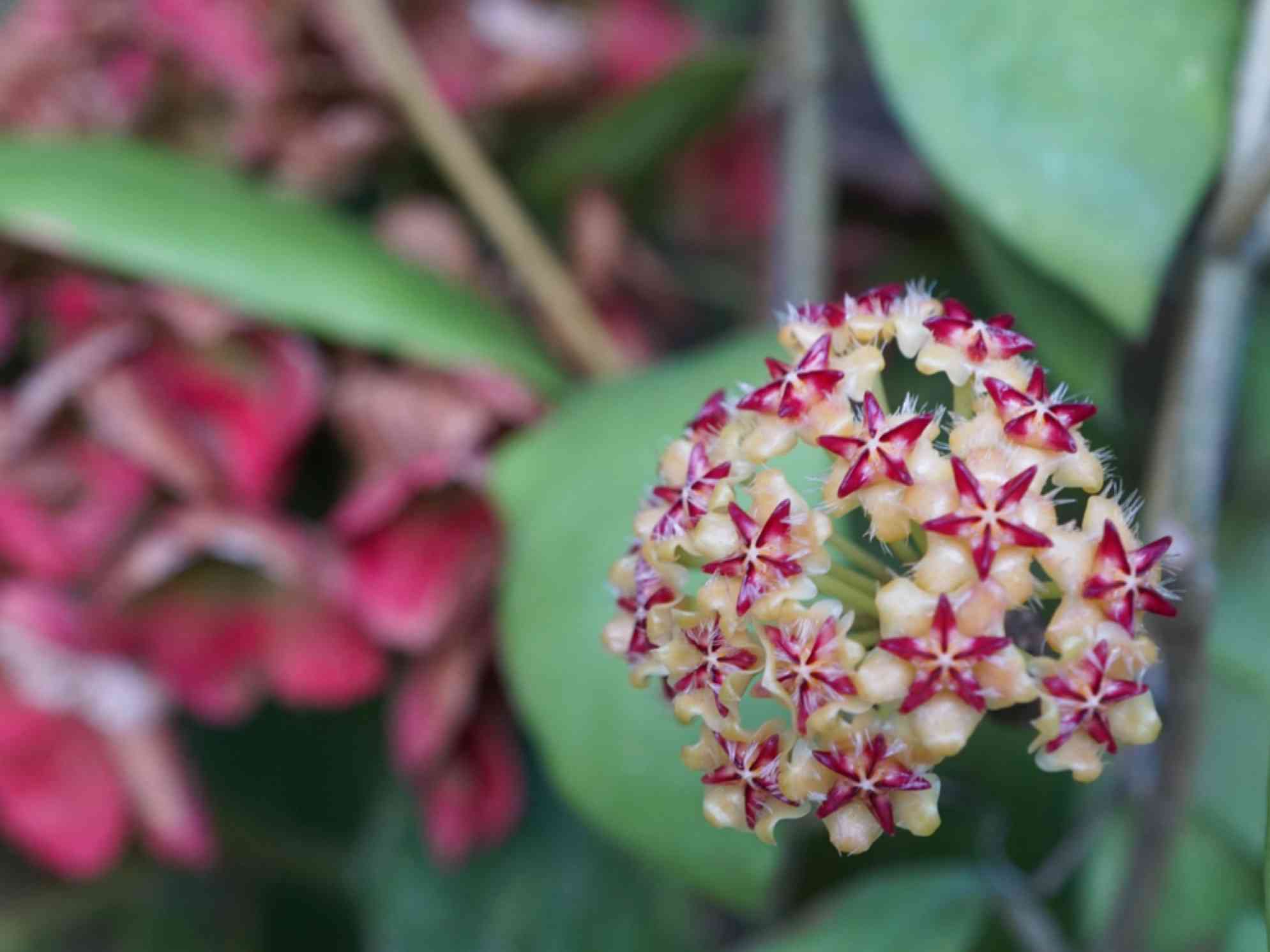 ホヤ　ミンドレンシス ホヤ ミンドレンシスの一覧｜🍀GreenSnap（グリーンスナップ）