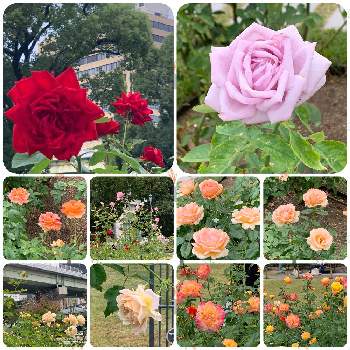 大阪中之島バラ園の画像 by サボワさん | お出かけ先と薔薇マダムヴィオレと薔薇ブルグント’81とカスクドールと薔薇 ブラスバンドと薔薇（カスク ドール）とトロピカルシャーベットと薔薇 トロピカル・シャーベットと薔薇 フレグラント・アプリコットと無加工と癒やしの植物と癒やしとフラワーライフと美しい植物とコロナウイルスの終息を願う！と新型コロナウィルスに負けるなと植物大好きと薔薇園とコロナに負けるな！とビューティフルボタニカルと緑のある暮らしと大阪中之島バラ園と花のある暮らしとお花のある生活と薔薇♪と緑のある生活と外出先と絵になる風景