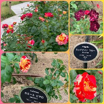 大阪中之島バラ園の画像 by サボワさん | お出かけ先とバラ　カミーユ・ピサロと薔薇 ミッドナイトブルーと薔薇・カミーユ　ピサロと無加工と癒やしの植物と癒やしとフラワーライフと美しい植物とコロナウイルスの終息を願う！と新型コロナウィルスに負けるなと植物大好きと薔薇園とコロナに負けるな！とビューティフルボタニカルと緑のある暮らしと大阪中之島バラ園と花のある暮らしとお花のある生活と薔薇♪と緑のある生活と外出先と絵になる風景