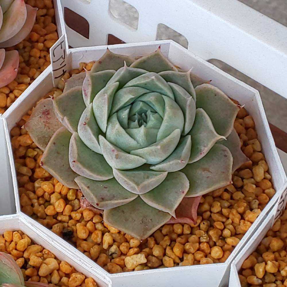 多肉植物ヒアリナ✕エレガンス 多肉植物ヒアリナエレガンス② - メルカリ