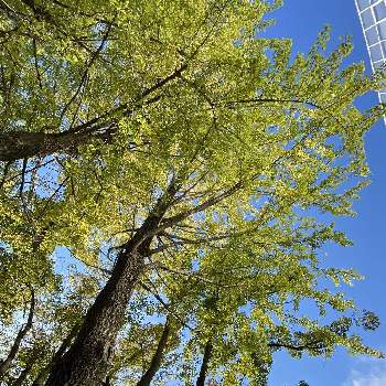銀杏の木。の画像 by Bakopaさん | お出かけ先と銀杏の木。と空が好きとグリーンのある暮らしと横浜と青空とチーム横浜