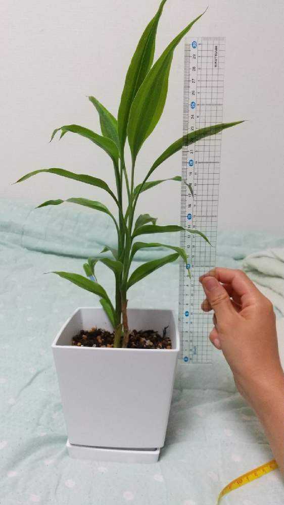 ドラセナ成長記録 Greensnap グリーンスナップ