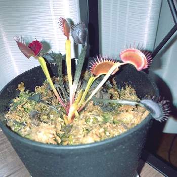食虫植物 ハエトリソウの画像 by ひろさん | 部屋と食中植物と珍奇植物と食虫植物 ハエトリソウ
