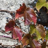 ツタの育て方 水やりの仕方や増やし方は Greensnap グリーンスナップ ツタの育て方 水やりの仕方や増やし方は Greensnap グリーンスナップ