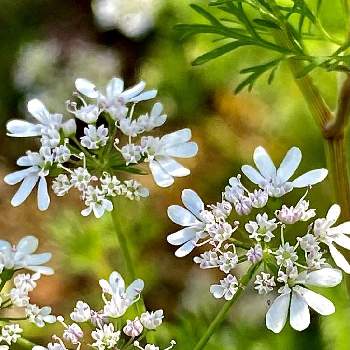 パクチーの花の投稿画像一覧 Greensnap グリーンスナップ