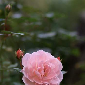✨バラの画像 by 伊豆野サクラさん | ドリフトローズと花のある暮らしと伊豆の庭と✨バラと月曜日には  バラを