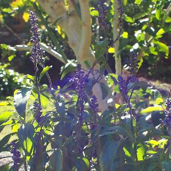 紫の花が好きの画像 by おはなばしさん | 広い庭とブルーサルビアと逆光とまだいる夏と紫の花が好きと頑張れ！おつとめ品