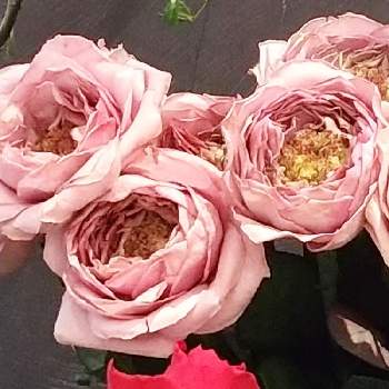 おでかけ先＼(^o^)／の画像 by ビビ⋅アンさん | 2019同期と薔薇ヴァーズと今日も元気でと素敵❤とおでかけ先＼(^o^)／とありがとう♪と薔薇♪とちょっと珍しい？