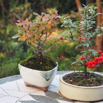 ピラカンサスの実の投稿画像一覧 Greensnap グリーンスナップ