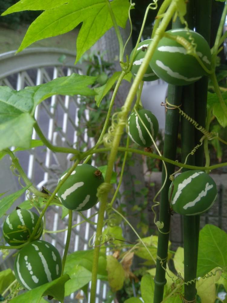 オキナワスズメウリの投稿画像 By おかぴさん 沖縄スズメウリと玄関とあんどん仕立てとネコ好きと種 からと行灯仕立てとおうち園芸とガーデニングとチーム愛知とあんどん仕立てとネコ好きと種からと行灯仕立てとおうち園芸とガーデニングとチーム愛知 21月10月25日