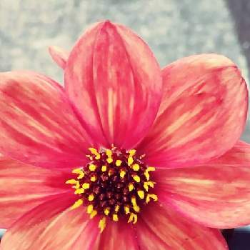 可愛いはなの画像 by rinoさん | 車庫と可愛いはなとオレンジ色の花と元気を貰える花とコンテナガーデンと癒しの花ときれいな葉っぱ