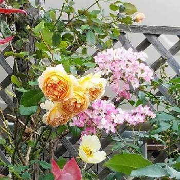 クラウンプリンセスマルガリータの投稿画像一覧 Greensnap グリーンスナップ