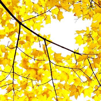 秋のお散歩の画像 by 花音さん | お出かけ先と神楽岡公園と出会いに感謝♡と秋のお散歩と癒されると北海道からと紅葉。とかわいいと小さな幸せと繋がりに感謝✨