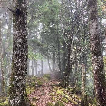 霧の中の画像 by masakoさん | 輝く木々と霧の中