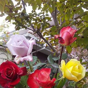 薔薇大好き♡の画像 by cookさん | 小さな庭と秋バラと雲場池　紅葉とばら バラ 薔薇とおうち園芸と嬉しいいただきもの♡と薔薇大好き♡と芝生の庭と挿し芽好き❤️と葉っぱlove♥