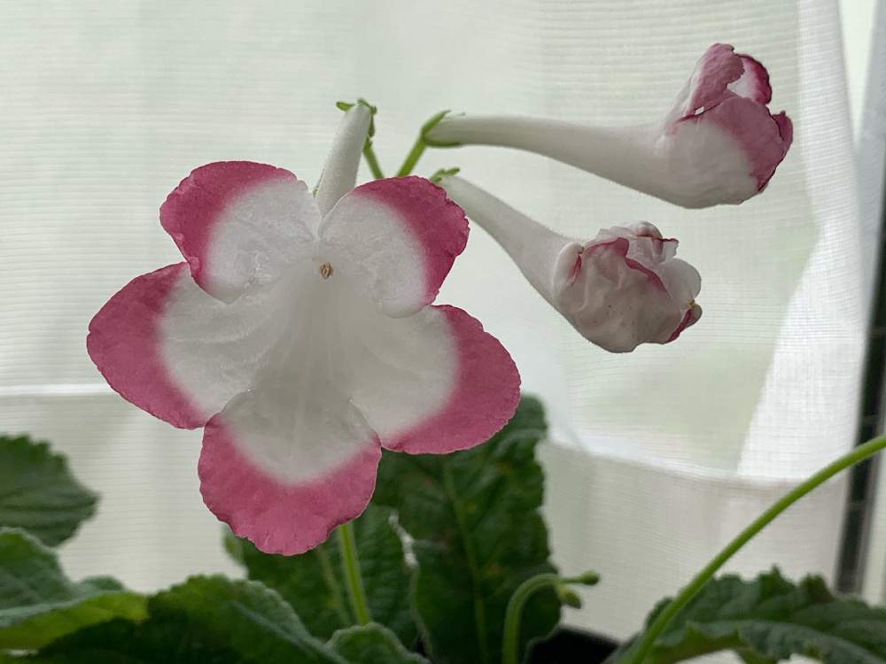 ストレプトカーパスの投稿画像 By Meteorさん 窓辺と掛川花鳥園とイワタバコ科と掛川花鳥園とイワタバコ科 21月10月25日 Greensnap グリーンスナップ Greensnap グリーンスナップ