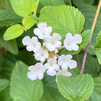 コバノランタナ 白 の投稿画像一覧 Greensnap グリーンスナップ