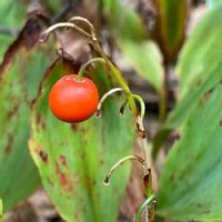 スズラン 鈴蘭 の育て方 球根や開花株の植え方は 植え替え時期はいつ Greensnap グリーンスナップ