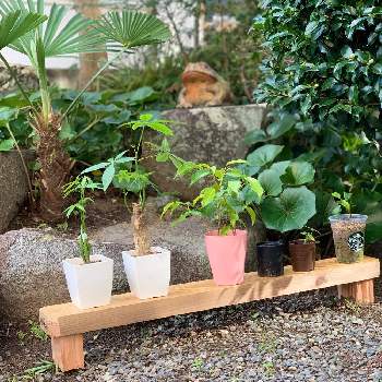 ガジュマル挿し木の画像 by Shizukaさん | 小さな庭と100均のパキラと100均のベンジャミンとガジュマル挿し木