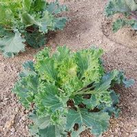 葉牡丹 ハボタン の育て方 種まき時期は 挿し木での増やし方は Greensnap グリーンスナップ 葉牡丹 ハボタン の育て方 種まき時期は 挿し木での増やし方は Greensnap グリーンスナップ