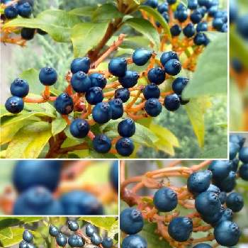 ビバーナムティヌスの実の投稿画像一覧 Greensnap グリーンスナップ