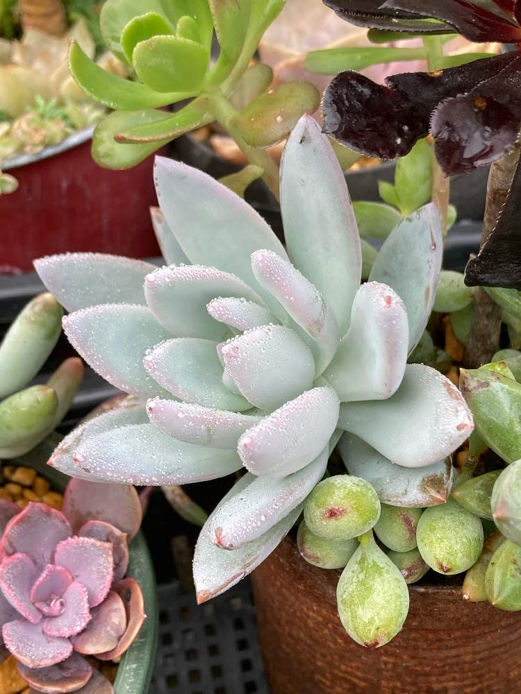 希少】アガベ パリーパリー錦 カキコ + オマケ 【公式通販】