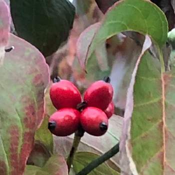 可愛い木の実の画像 by Cimarronさん | お出かけ先とハナミズキの実と赤い実❤️と可愛い木の実