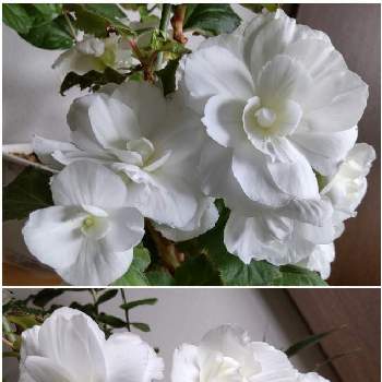 フォーチュンベゴニア 白 の投稿画像一覧 Greensnap グリーンスナップ