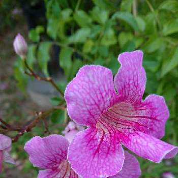 ピンクノウゼンカズラ の投稿画像一覧 Greensnap グリーンスナップ