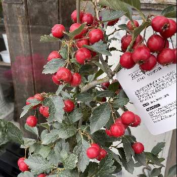 ルビーサンザシの実の投稿画像一覧 Greensnap グリーンスナップ