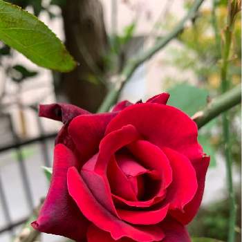 赤薔薇の投稿画像一覧 Greensnap グリーンスナップ