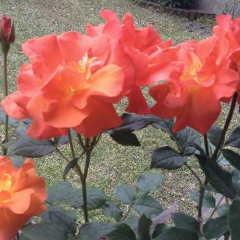 薔薇大好き♡の画像 by Verbena.さん | 小さな庭とプリンセスミチコとオレンジ色の花と可愛いねとガーデニングと花のある暮らしと綺麗✨と大好きな薔薇♡と薔薇大好き♡