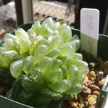 シンビフォルミス グラキリデリネアータの投稿画像一覧 Greensnap グリーンスナップ シンビフォルミス グラキリデリネアータの投稿画像一覧 Greensnap グリーンスナップ