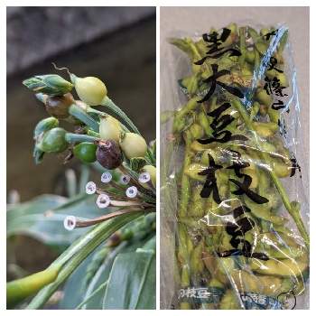 黒大豆枝豆の投稿画像一覧 Greensnap グリーンスナップ