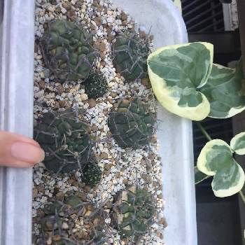 日焼けの投稿画像一覧 Greensnap グリーンスナップ