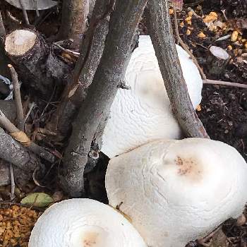 白いキノコの投稿画像一覧 Greensnap グリーンスナップ
