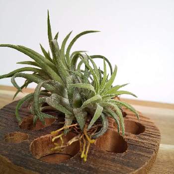 チランジア 子株の投稿画像一覧 Greensnap グリーンスナップ