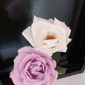 紫の薔薇の画像 by れいちるさん | ベルサイユのばら オスカルフランソワとブルームーンと薔薇愛同盟とお気に入りと私の癒しと白薔薇.と私の宝物～❤と花のある暮らしと紫の薔薇