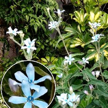 オキシペタルム ブルースターの投稿画像一覧 Greensnap グリーンスナップ