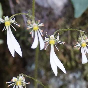 ユキノシタ科ユキノシタ属の投稿画像一覧 Greensnap グリーンスナップ ユキノシタ科ユキノシタ属の投稿画像一覧 Greensnap グリーンスナップ