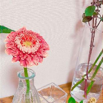 花の飾り方の画像 by niki 可愛いお花屋さんが好きさん | 花の飾り方とガラスの花瓶とお花のある生活と花は癒やし♡と切り花