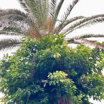 椰子の木、palm treeの画像 by ヤンビビさん | お出かけ先と椰子の木、palm treeとビックリ！！と面白いと逗子マリーナ