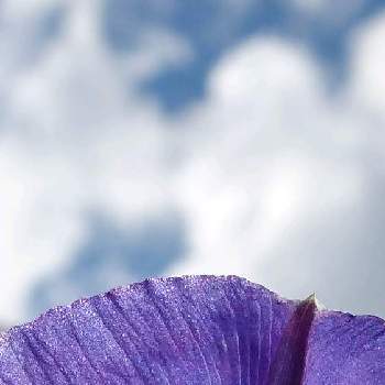 雲雲雲の画像 by ❦THE HERMIT❦さん | お出かけ先とアサガオと光輝く花とマクロマニアと刹那さと癒されと紫の原理と本来の色と秘密のpicと大好きな花とシルエット❤︎とヒカリと風の中と雲雲雲