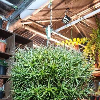 チランジア ベルゲリの投稿画像一覧 Greensnap グリーンスナップ