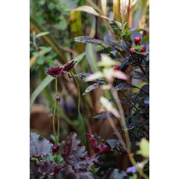 十月の箱庭の画像 by 我楽多さん | 小さな庭とチョコレートコスモスといつもの箱庭（メインの花壇）とヒューケラと観賞用トウガラシとOLY ED 75mm F1.8とOM-D E-M1Ⅱと十月の箱庭