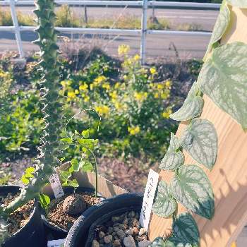 モンステラ ドゥビアの投稿画像一覧 Greensnap グリーンスナップ