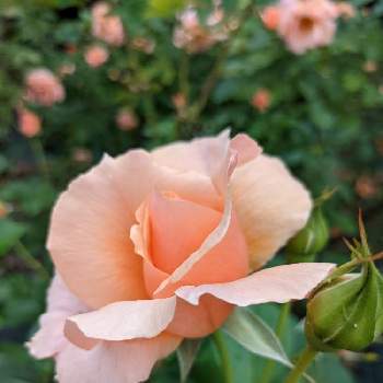 バラ アプリコット キャンディの投稿画像一覧 Greensnap グリーンスナップ